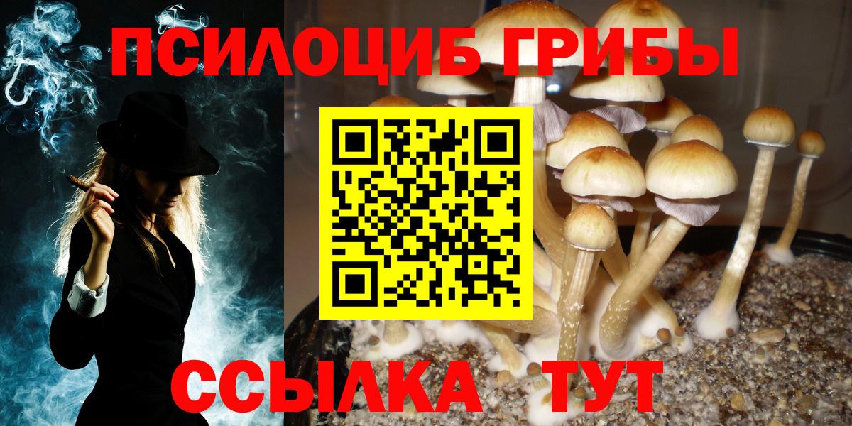 где купить   Галлюциногенные грибы Psilocybe  Вход с VPN  Каменск-Шахтинский 